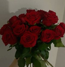 rose rosse